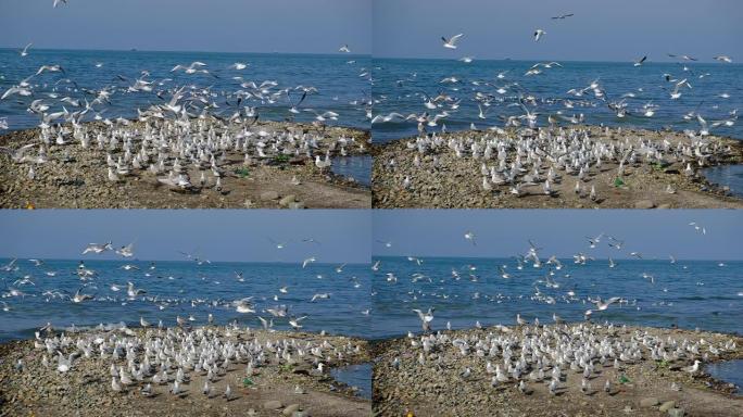 黑海上有很多海鸥。