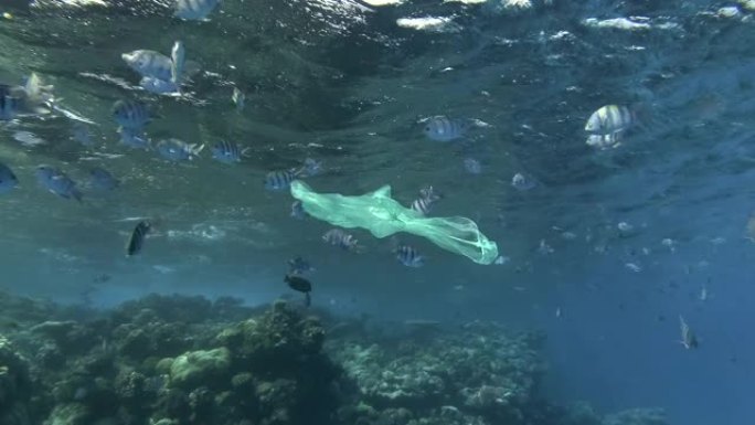 慢动作，一个废弃的黄色塑料袋在背景珊瑚礁上与热带鱼群一起缓慢漂浮在水面下。鱼学校印度-太平洋军士长或