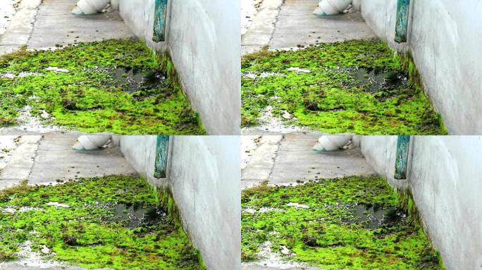 损坏的管道产生的废水导致苔藓在混凝土上生长