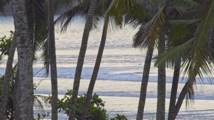 日出时的海洋海岸日落柔光海边椰子树海平线
