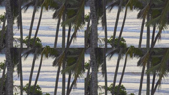 日出时的海洋海岸日落柔光海边椰子树海平线