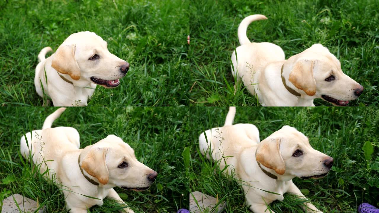 可爱的拉布拉多犬或金毛猎犬执行主人的命令并躺在草地上。听话的狗在户外玩耍。人类和动物的友谊概念。国内