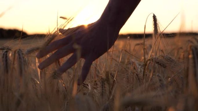 走近农学家的男性手臂走过麦田，用手触摸金色的作物穗。一位年轻的农民在草地上种植成熟的小麦。农业的概念