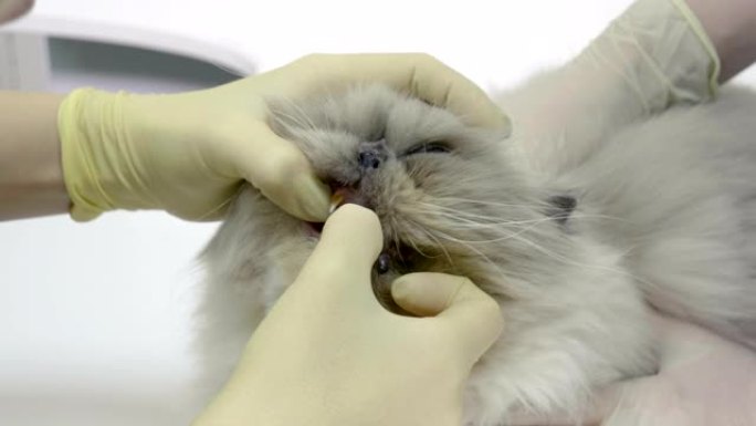 兽医在兽医诊所检查波斯猫的牙齿。4K