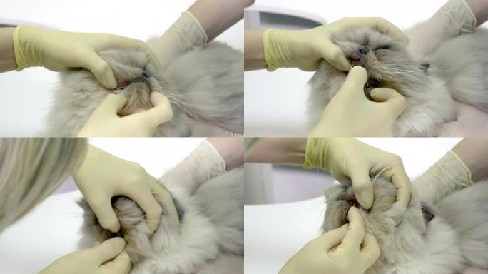 兽医在兽医诊所检查波斯猫的牙齿。4K