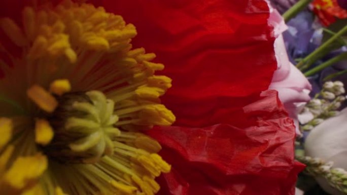多莉微距拍摄美丽盛开的罂粟花特写。