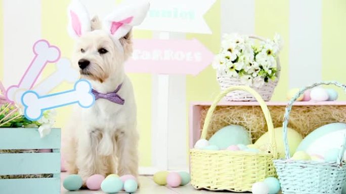 兔子耳朵的有趣狗。复活节假期