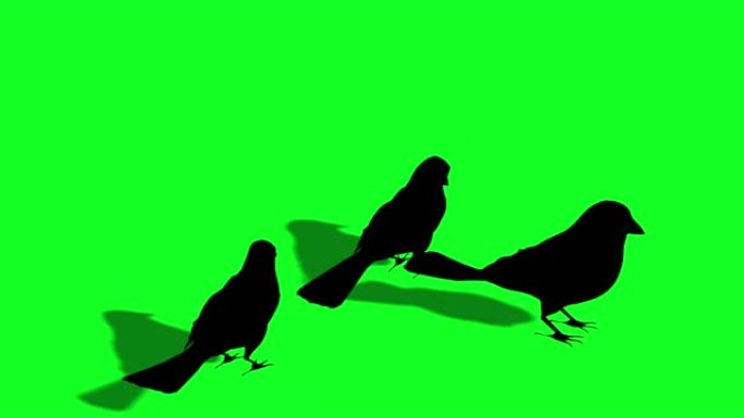 鸟麻雀正在飞翔剪影-绿色屏幕
