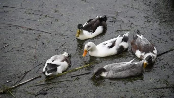 冬天在湖岸寻找食物的可爱鸭子