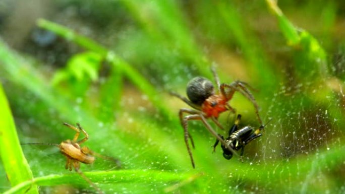 绿色背景上的蜘蛛和甲虫
