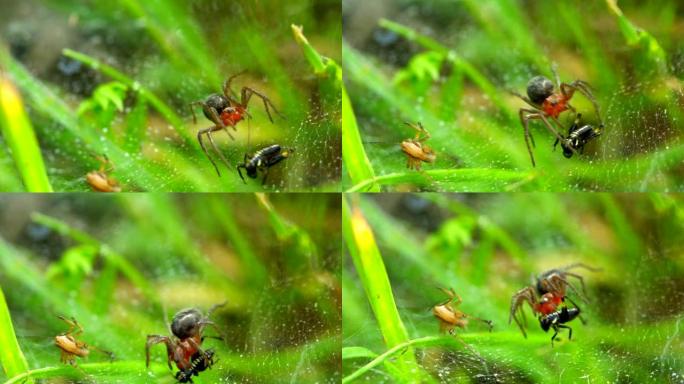 绿色背景上的蜘蛛和甲虫