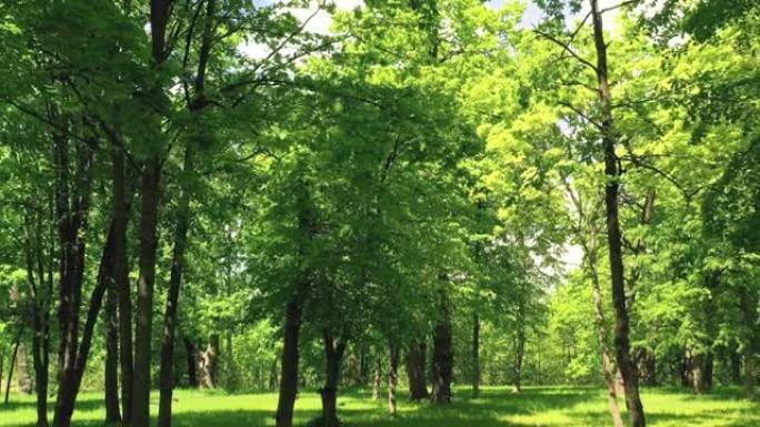 绿色温暖的夏天在一个有橡树的公园