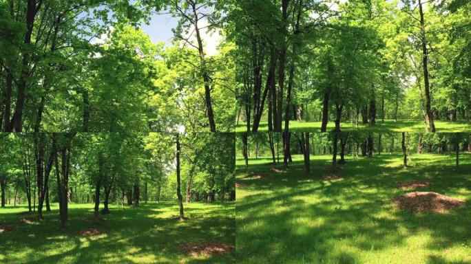 绿色温暖的夏天在一个有橡树的公园