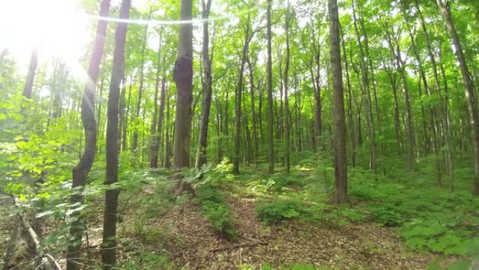 超宽镜头在明亮的森林里做270度转弯