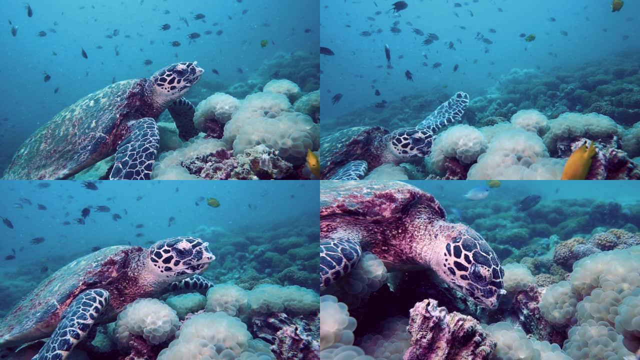 极度濒危物种玳瑁 (Eretmochelys imbricata) 水下食用珊瑚