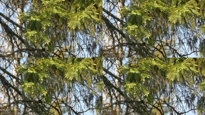 令人惊叹的小鸟木兰莺在树上以鲜艳的颜色快速移动