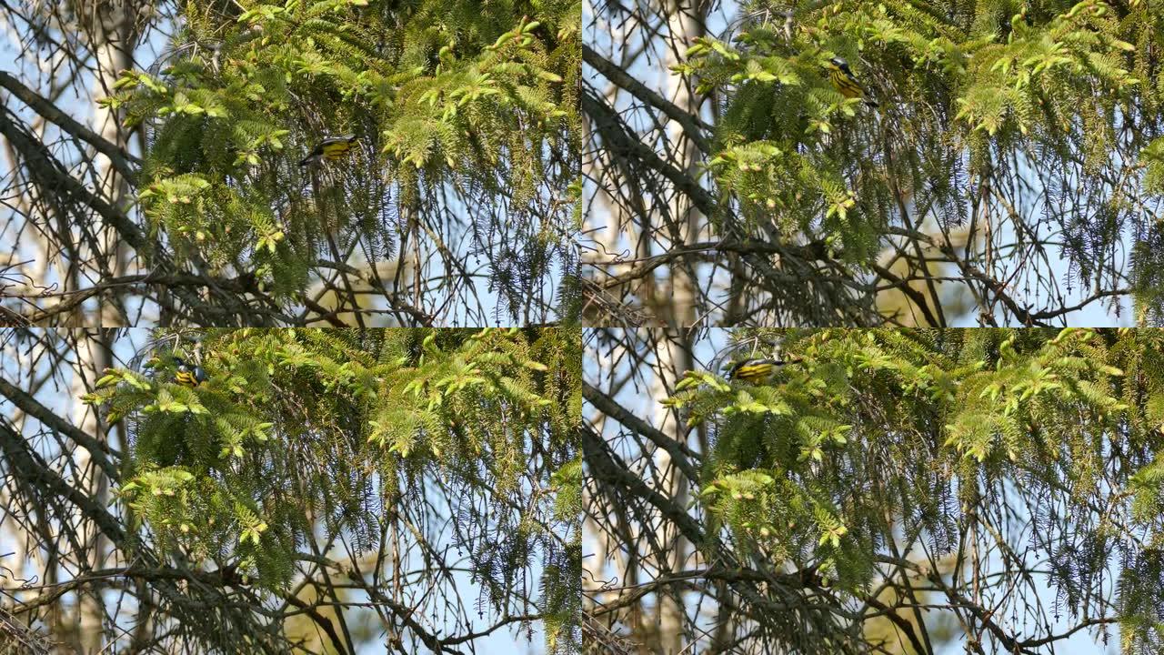 令人惊叹的小鸟木兰莺在树上以鲜艳的颜色快速移动