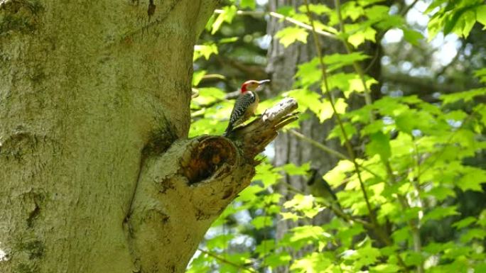 啄木鸟希望一棵树，直到蓝鸟跳起来并出现在背景中