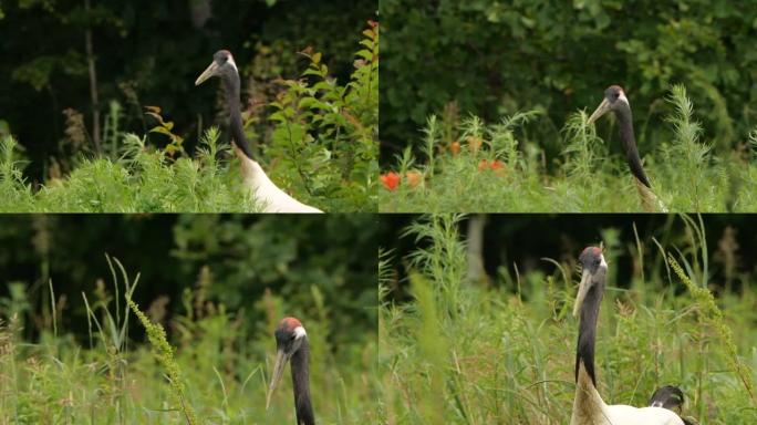 日本起重机 (Grus japonensis) -兴安自然保护区