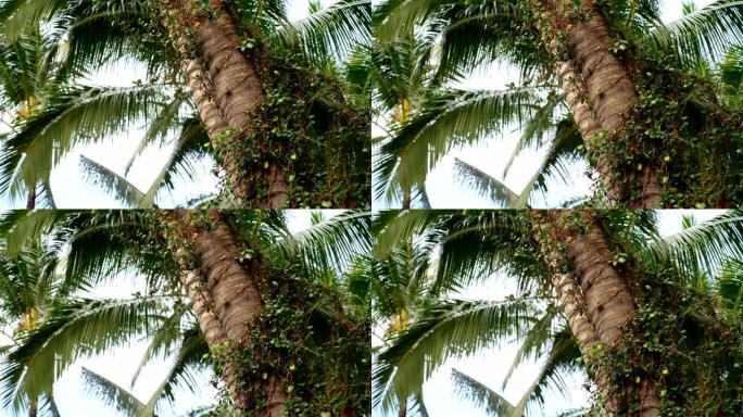 4k慢动作60fps的棕榈树背景