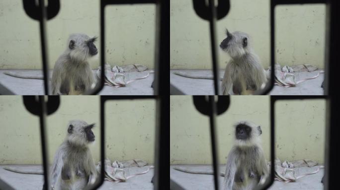 无家可归的猴子黑脸猴野生动物母猴