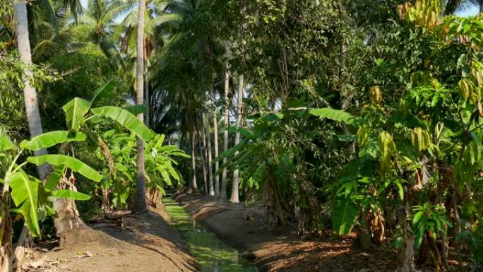 椰子种植，棕榈树茂密茂盛密林