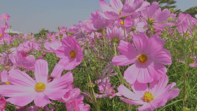 玛格丽特粉色花朵生态环境唯美景色百花盛开
