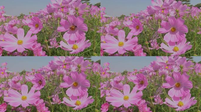 玛格丽特粉色花朵生态环境唯美景色百花盛开