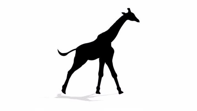 长颈鹿跑步循环动画
