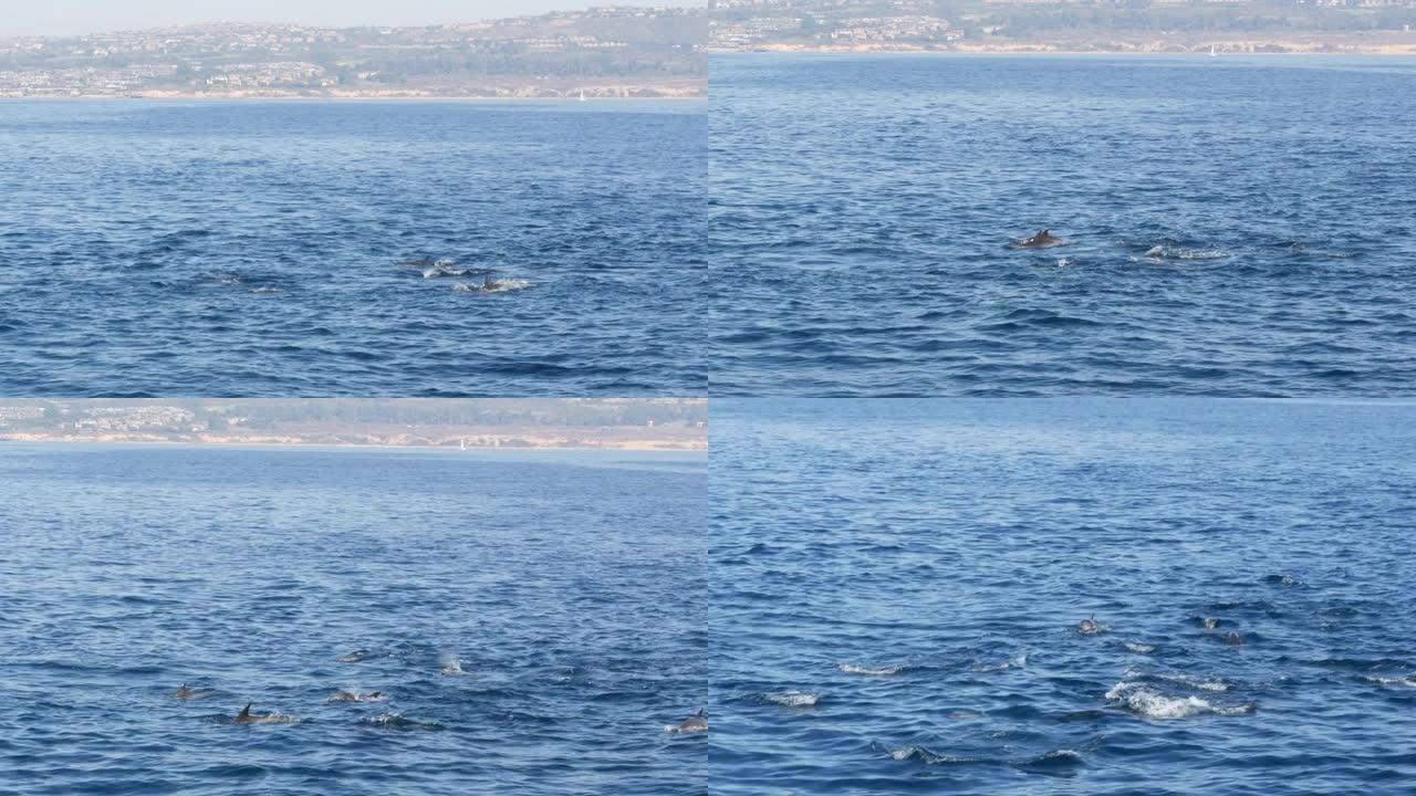 从船上看，南加州观鲸之旅期间，常见的海豚在开阔水域中吊舱。嬉戏地跳出太平洋，在海中飞溅并游泳。海洋野