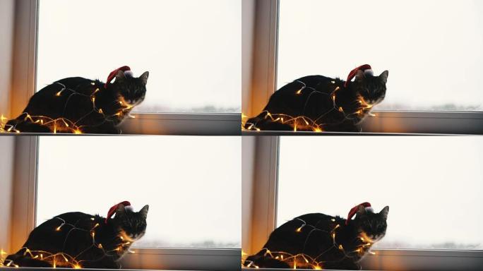 猫和假日。猫裹在花环和圣诞老人的帽子里。