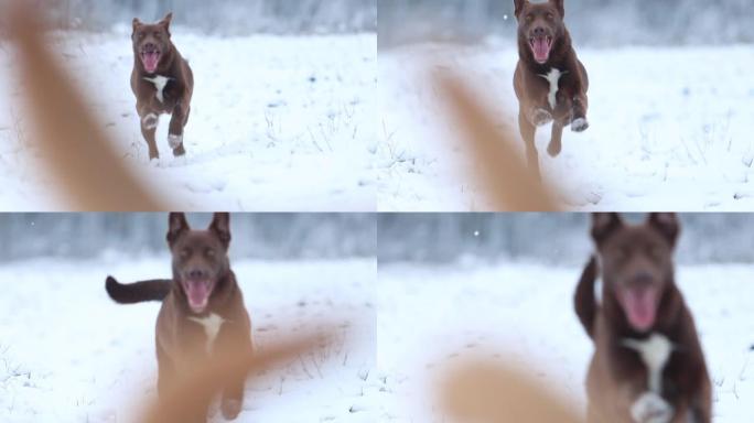 有趣的狗在雪地慢动作上奔跑