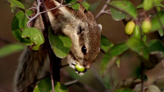 松鼠吃枣果小型哺乳动物野外精灵生态环境