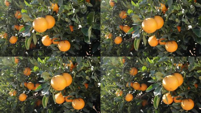 成熟橙色水果的特写镜头