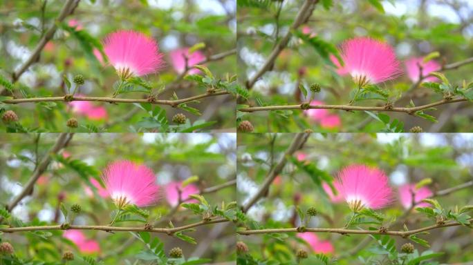 热带花园盛开的粉红色花朵，4k慢动作60fps