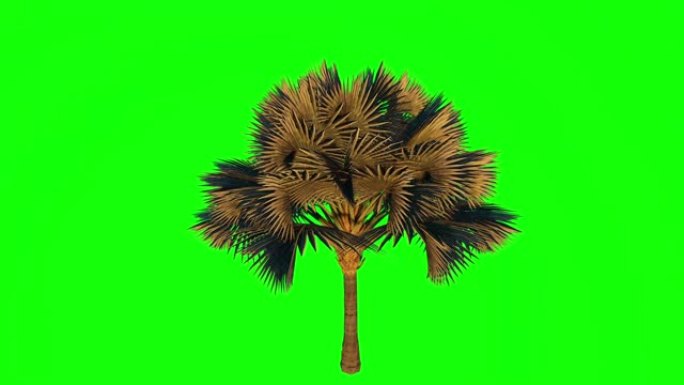 3d棕榈股票视频绿化树木大树