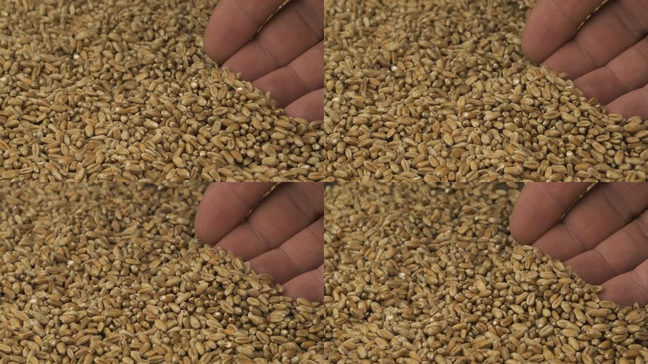 旋转小麦和农民的手。农民检查谷物。一个男人的手在他的手掌中捡起谷物的特写镜头。世界营养概念，人类生活