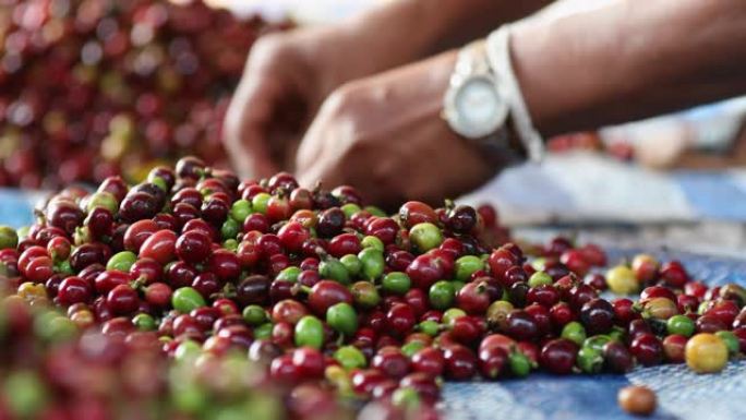 农民选择绿豆咖啡切出有机红樱桃咖啡豆在新一代农民手中，浆果绿咖啡豆。