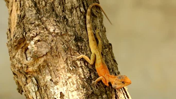 蜥蜴抓住树枝