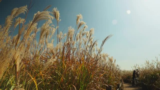 在韩国首尔的Haneul公园，lalang花的cogon草被风吹动