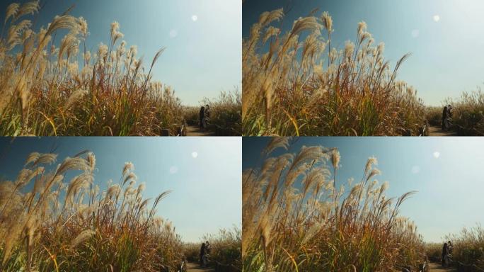 在韩国首尔的Haneul公园，lalang花的cogon草被风吹动