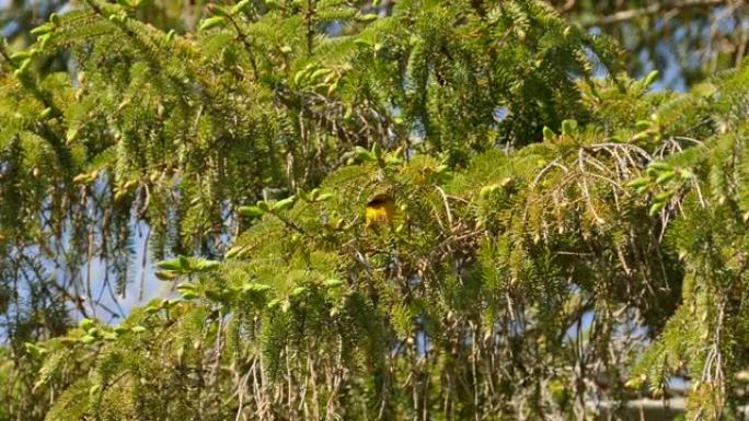 晴天松树上的雄性黄莺展示红色的胸纹