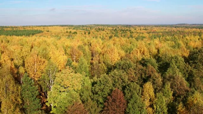 空中俯视图秋季混交林