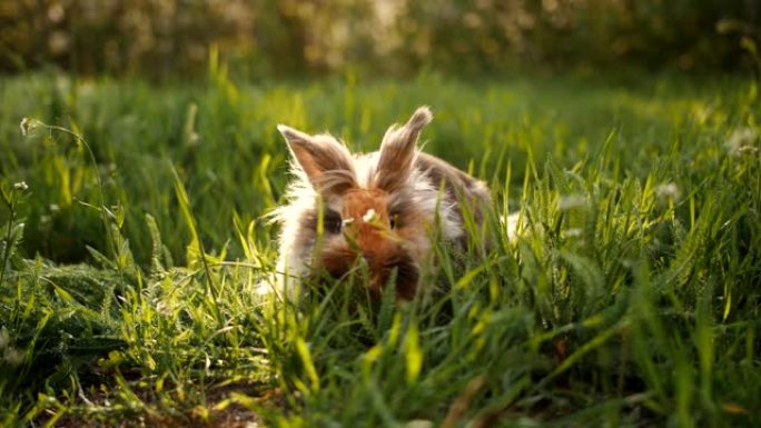 有趣的小灰兔坐在绿草里吃它