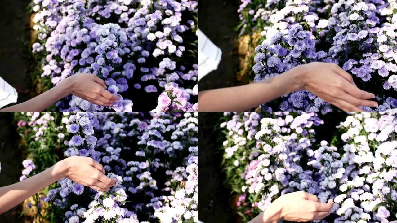 特写女人的手触摸花园里的紫罗兰色玛格丽特花