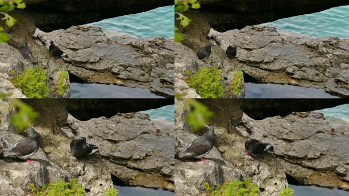 一对鸽子在靠近水的天然岩石墙壁上装饰羽毛