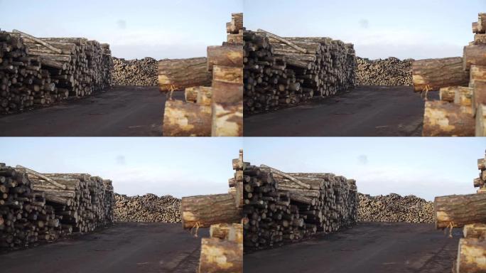 木工厂木原木的多莉照片。工业用木材储存。砍伐的树干。切割树干原木堆叠准备。