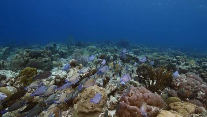 库拉索岛周围加勒比海珊瑚礁的绿松石海水中的海景，有海洋刺鱼，蓝塘，Doctorfish以及珊瑚和海绵