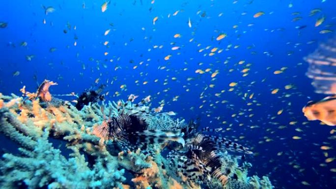 红海狮子鱼海底世界物种多样性群居鱼类