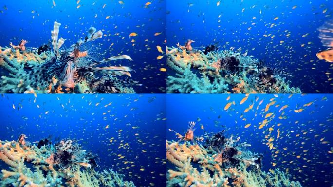 红海狮子鱼海底世界物种多样性群居鱼类